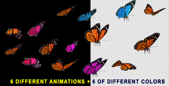 Butterfly After Effects